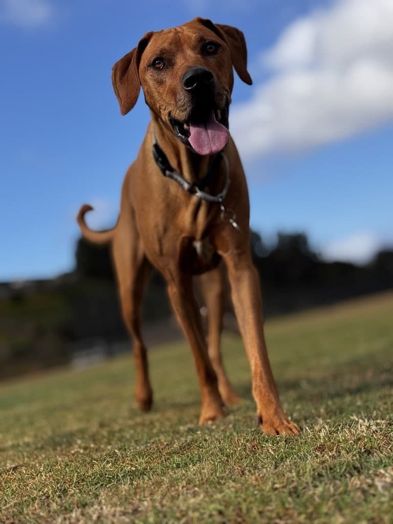 Dogs On The Run photo 5