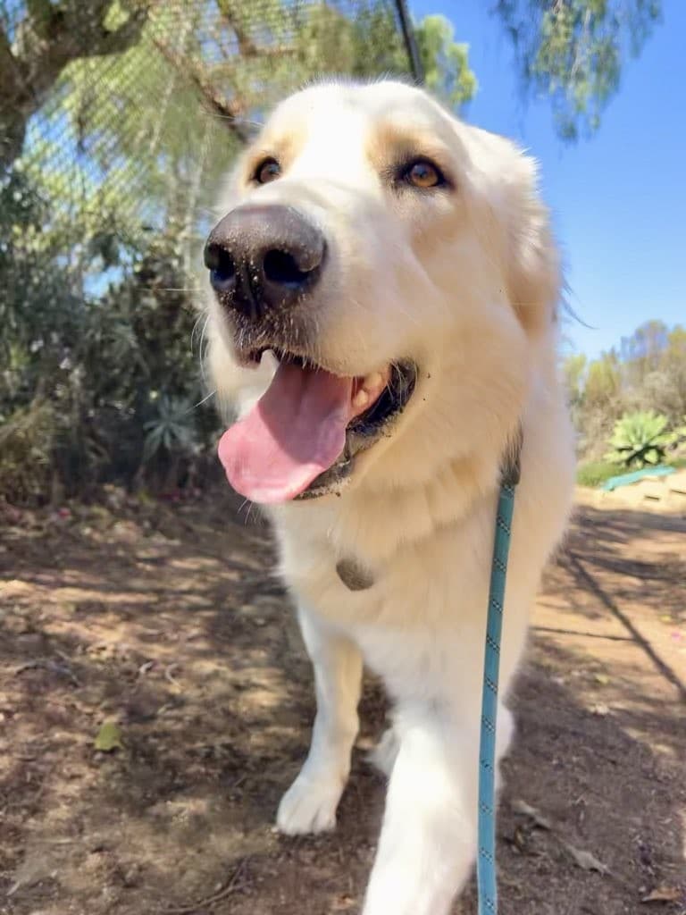 Dogs On The Run photo 6